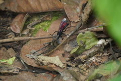 Pepsis terminata