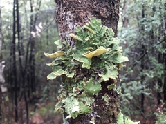 Crocodia rubella