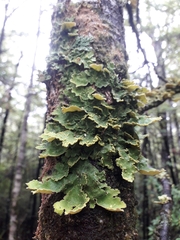 Crocodia rubella
