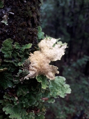 Crocodia rubella
