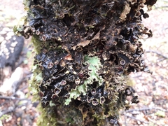 Crocodia rubella