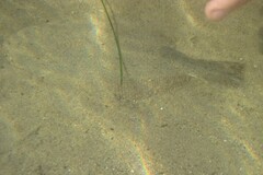 Paralichthys californicus