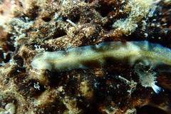 Prosthiostomidae