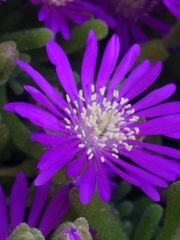 Drosanthemum