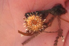 Euechinoidea