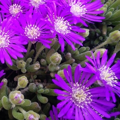 Drosanthemum