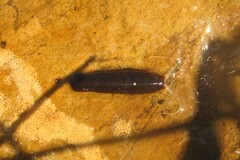 Idotea urotoma