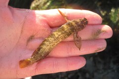 Hypsoblennius gilberti