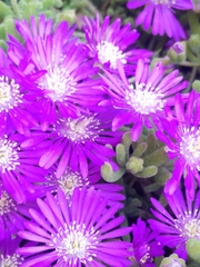 Drosanthemum