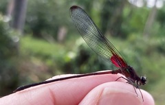 Hetaerina cruentata