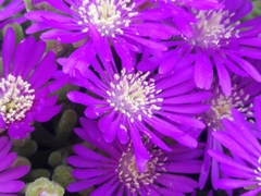 Drosanthemum
