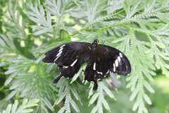 Papilio nephelus sunatus