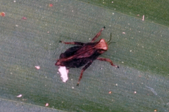 Batrachideini