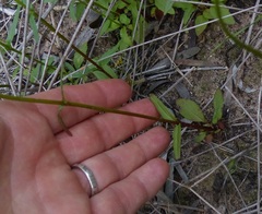Nemesia versicolor