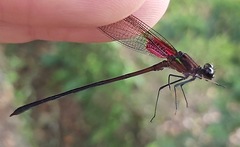 Hetaerina cruentata