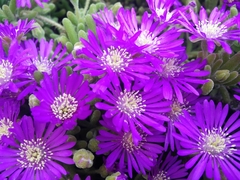Drosanthemum