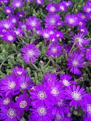 Drosanthemum
