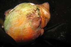 Crepidula norrisiarum