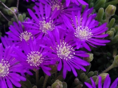 Drosanthemum