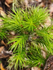 Dendroligotrichum tongariroense