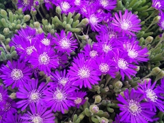 Drosanthemum