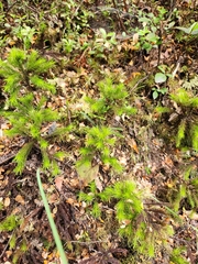 Dendroligotrichum tongariroense