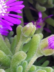Drosanthemum