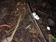 Agaricales