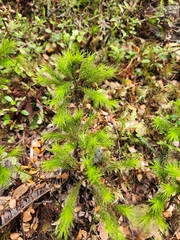 Dendroligotrichum tongariroense