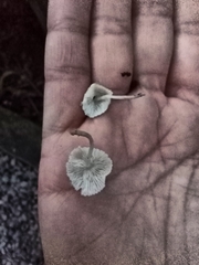 Agaricales