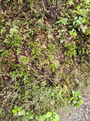 Dendroligotrichum tongariroense