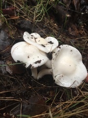 Hygrophorus