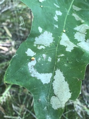 Zopheroteras sphaerula