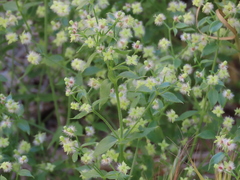 Galium multiflorum