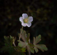 Geranium microphyllum