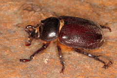 Cyphonistes vallatus