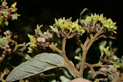 Pomaderris elliptica