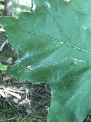 Zopheroteras sphaerula