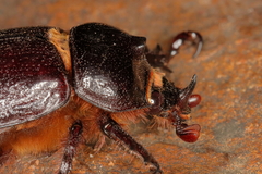 Cyphonistes vallatus