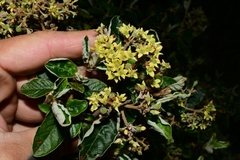 Pomaderris elliptica