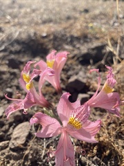 Alstroemeria hookeri