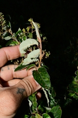 Pomaderris elliptica