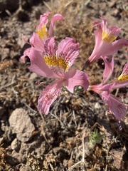 Alstroemeria hookeri