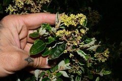 Pomaderris elliptica