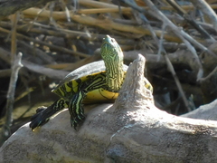 Trachemys hartwegi