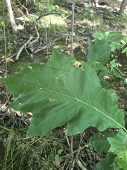 Zopheroteras sphaerula