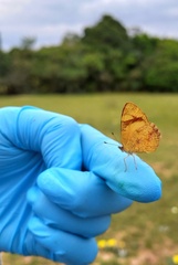 Tegosa