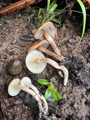 Hypholoma capnoides