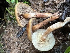 Hypholoma capnoides