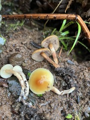Hypholoma capnoides